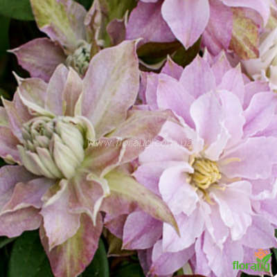 Bosrank - Clematis 'Dancing King ...