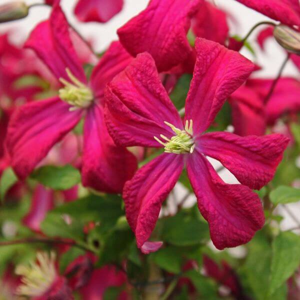 Clematis Armandii Hendersonii Rubra Evergreen Clematis