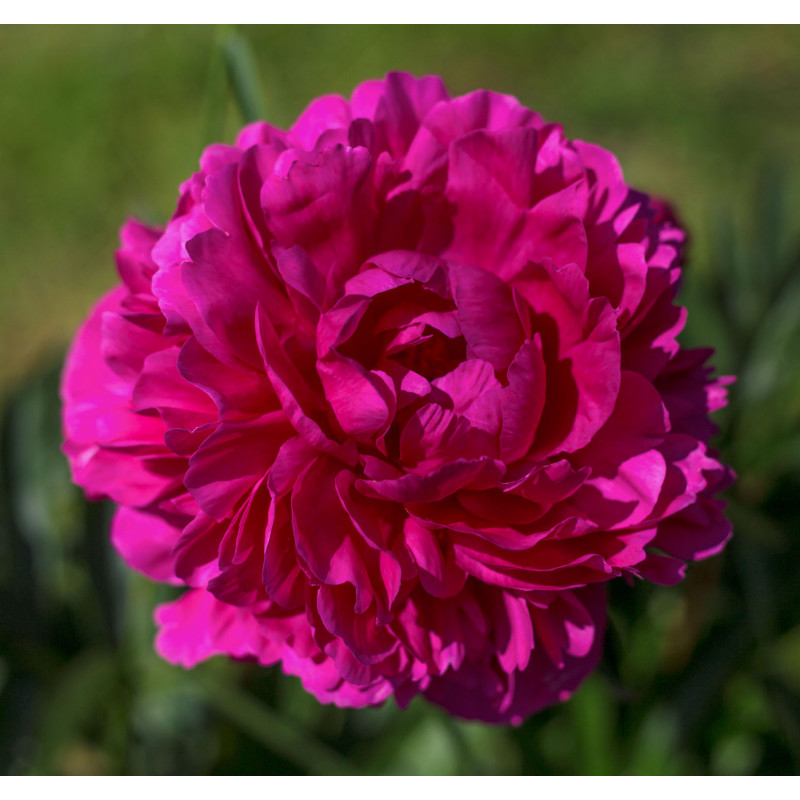 Пион молочноцветковый Канзас (Paeonia laktiflora Kansas) С5 ...