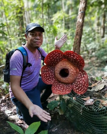 Coryanthes bruchmuelleri ...