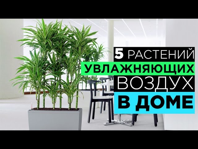 10 растений, которые очищают воздух в квартире | Новости ...