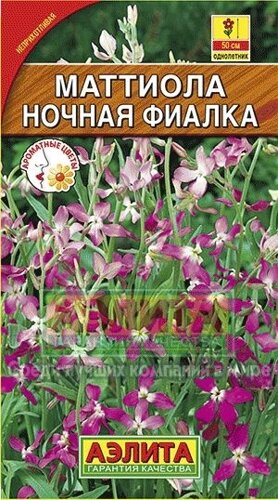 Ночная фиалка, Ковальчик, скоро отцветет. | Пикабу