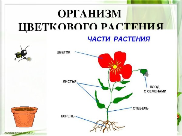 Красота и польза. Энциклопедия ...