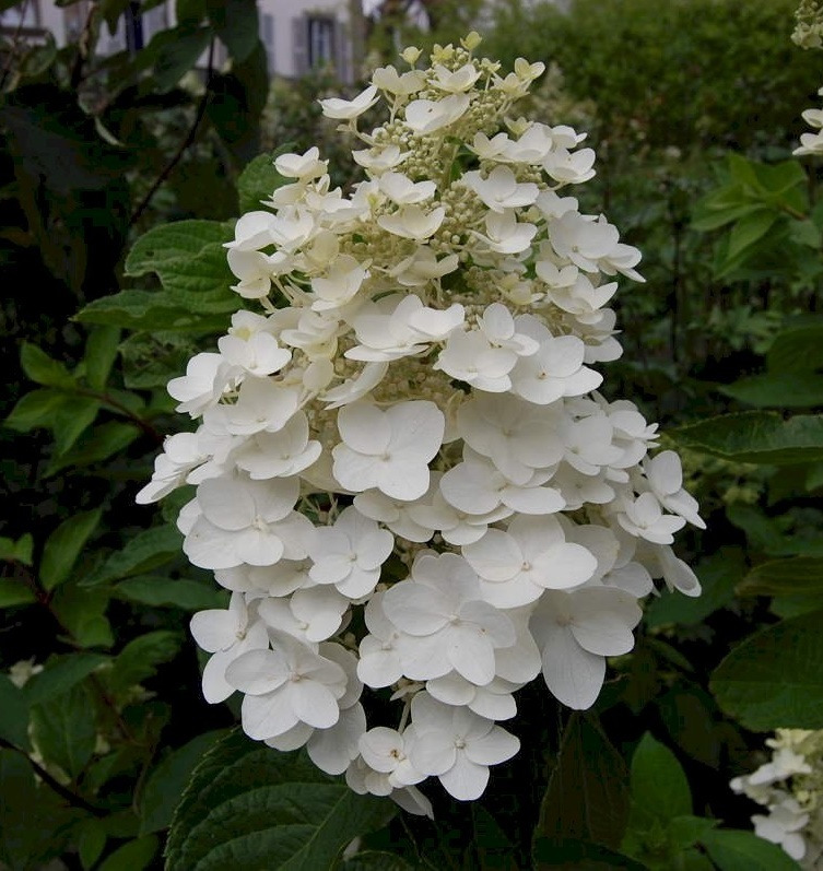 Гортензия метельчатая Пинки Винки (Hydrangea paniculata Pinky ...