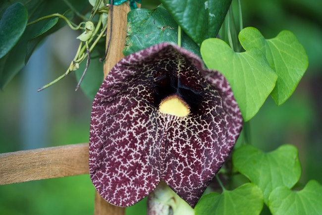 Кирказон, Аристолохия (Aristolochia) - описание, виды, фото ...