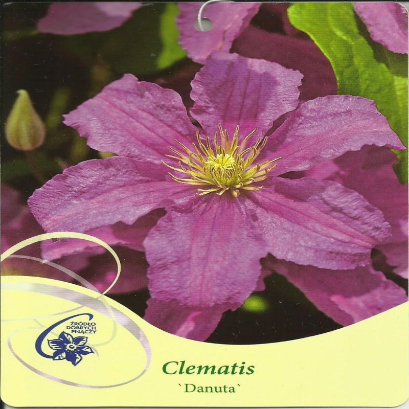 Clematis Danuta - planting, growing and ...