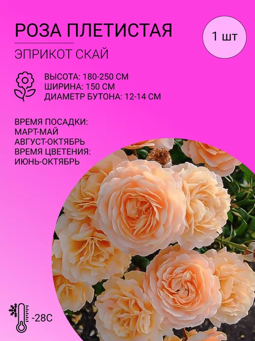 Эприкот Скай (Apricot Sky) - ПЛЕТИСТЫЕ РОЗЫ - Розы ...