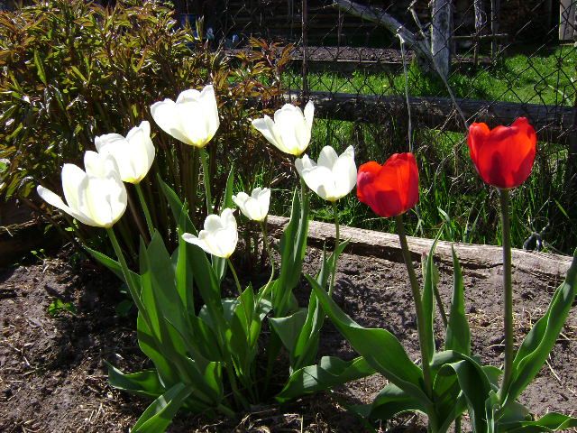 Tulip bulbs Danceline - peony tulip ...