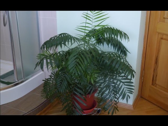 Драцена Dracaena marginata - «Люблю я пальмы в доме. » | отзывы