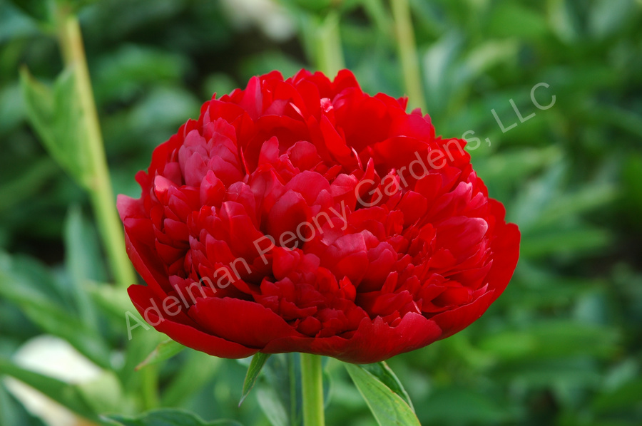 File:Paeonia 'Christmas Velvet'.JPG ...