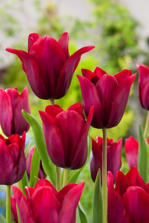 Tulipa 'Merlot' (Lily-Flowered Tulip)