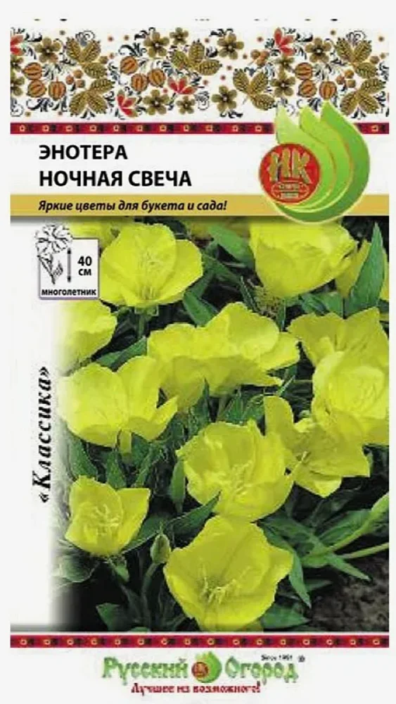 Энотера (Oenothera) - «Антистресс. Как вырастить энотеру и ...