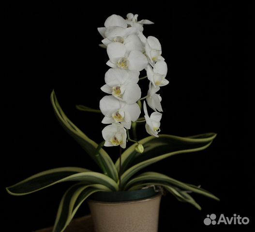 Орхидея Phal. Amabilis 3,5 - купить, доставка Украина