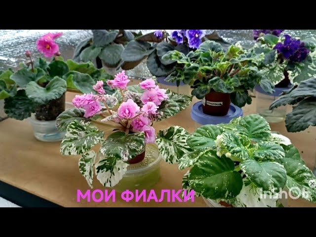 Фиалка ек-Бархатцы Москва | Растения | Festima.Ru ...