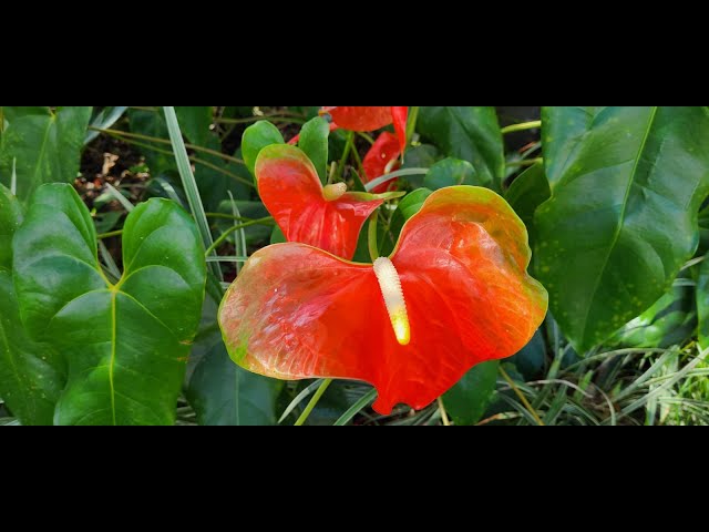 Obake Anthurium Stems - With Our Aloha