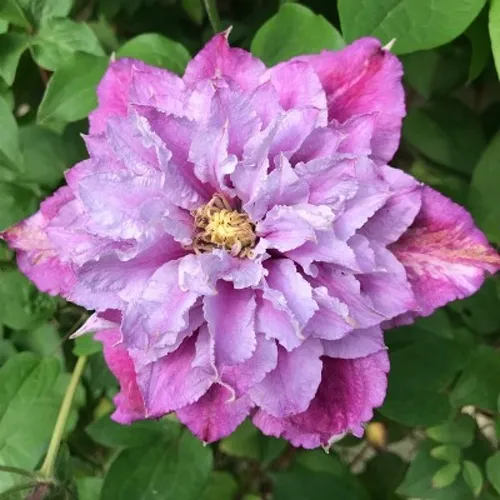 Clematis 'Gipsy Queen ...