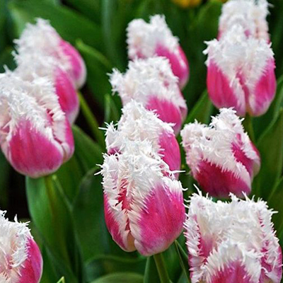 TULIPA FRINGED 'SUPER SIESTA' 12/+ CM. (15 QUALITY PKGS.X 6 ...