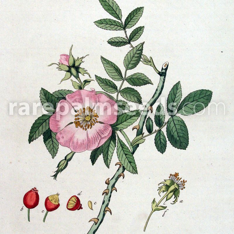 Rosa canina (Dog Rose)