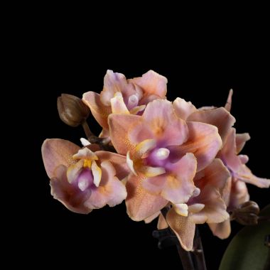 Яркая хотелочка. Орхидея Phalaenopsis сорт Afra. Описание ...