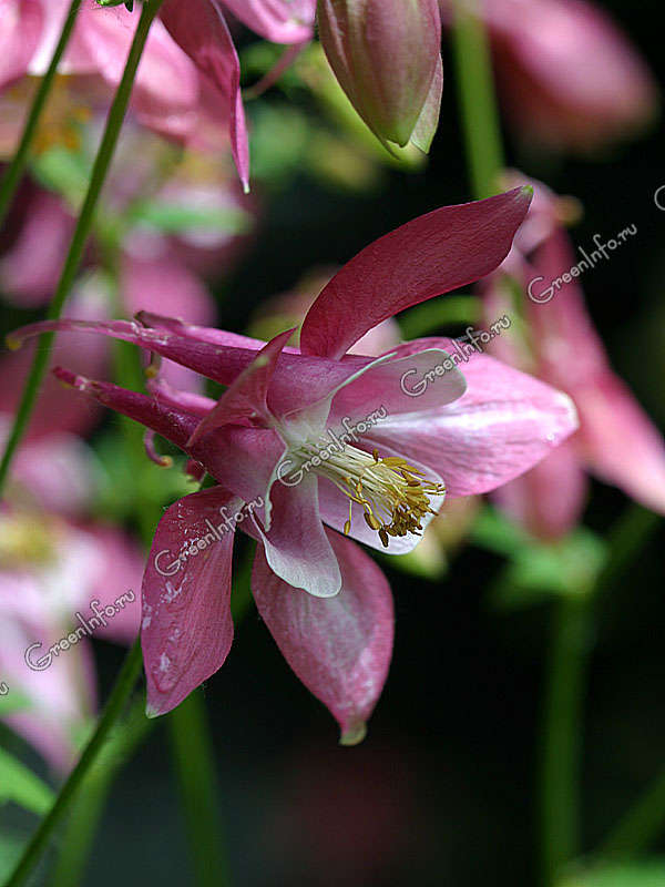 Aquilegia chrysantha `Yellow ...