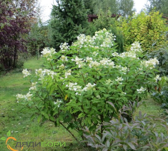 Саженцы Гортензия метельчатая Меджикал Старлайт (Hydrangea ...