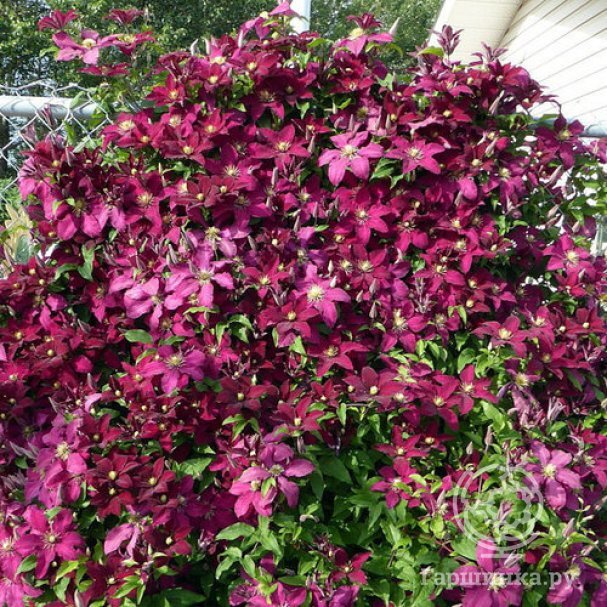 Клематис гибридный Рубра (Clematis Rubra) 6л, цена в Санкт ...