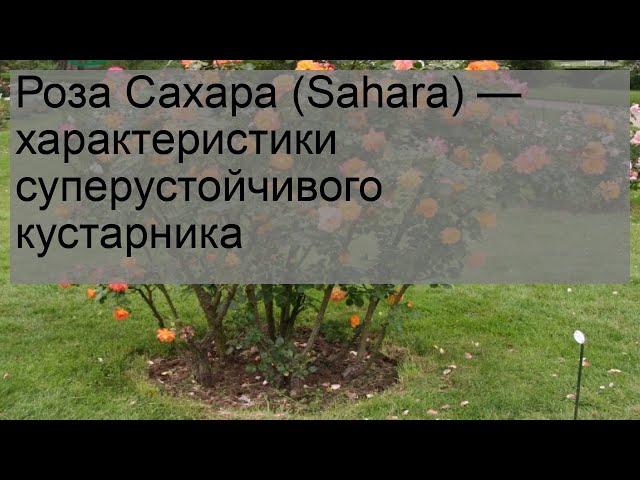 Роза Sahara (Сахара) шраб плетистая 1 саженец (ID#1450939383 ...