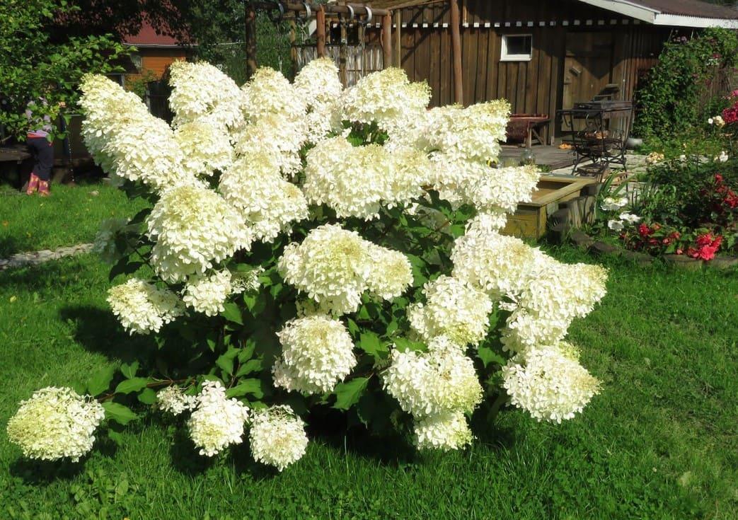 РАСТЕНИЯ ИЗ ПОЛЬШИ 🌱ОЗЕЛЕНЕНИЕ ☘️БЛАГОУСТРОЙСТВО ...