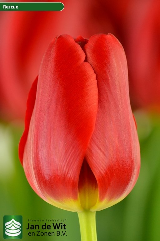 Orange Wholesale Flower Bulbs | A.D.R Bulbs