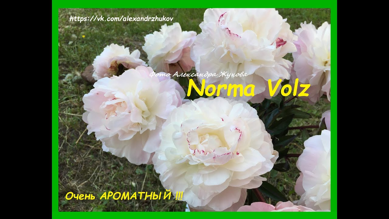 Пион Norma Volz купить недорого в ...