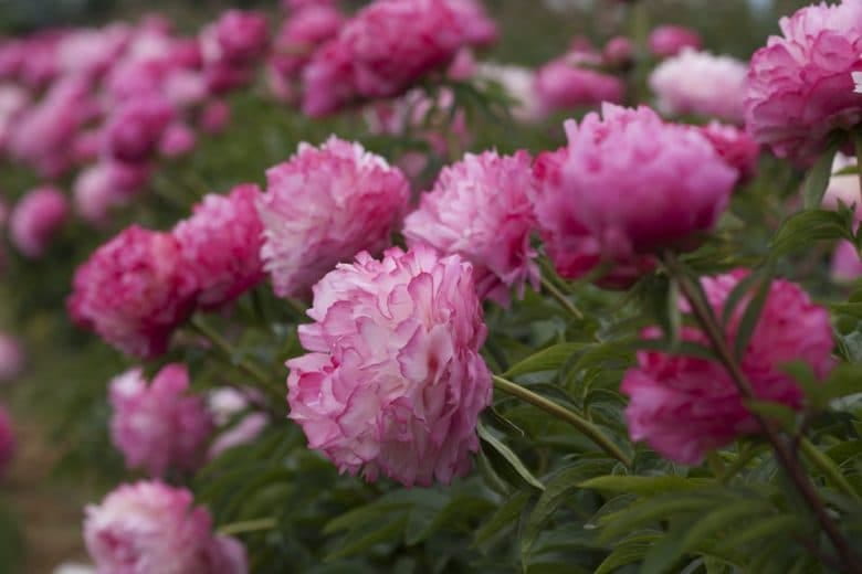 paeonia dzhoker ...