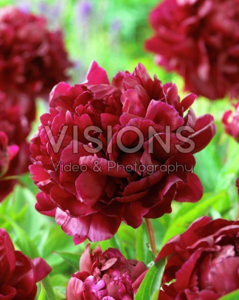 Paeonia 'Armani' | Armani Peony – Maple Leaf Home Gardens