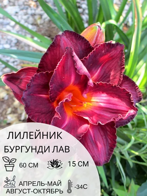 Лилейник / Красоднев / Hemerocallis - «Удивительно, но факт ...