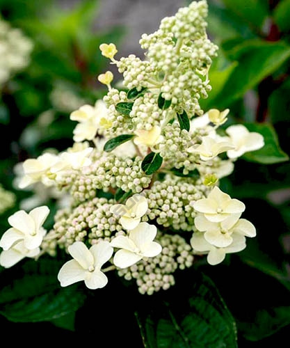 Thompson & Morgan Hydrangea Living Infinity 1 Litre Pot - QVC UK