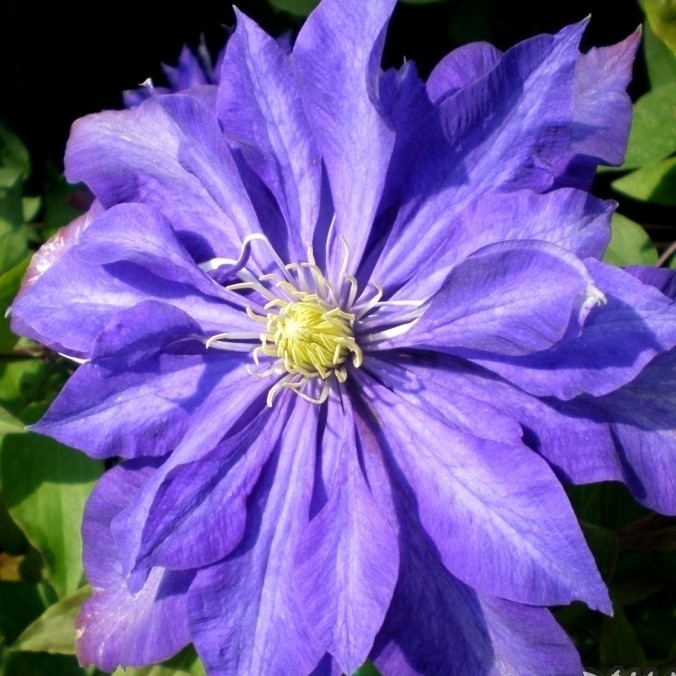 Clematis Daniel Deronda ...