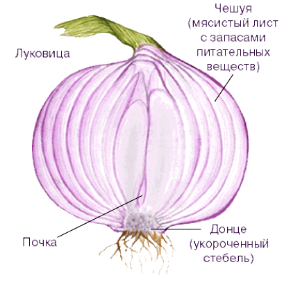 ЛУК РЕПЧАТЫЙ | Пикабу