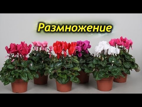 Цикламены - зимние бабочки