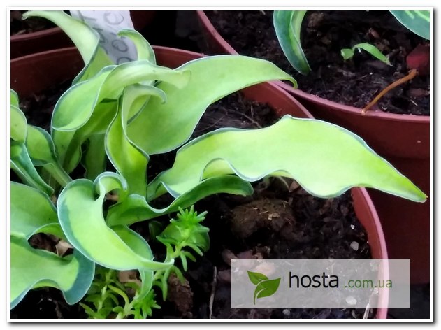 Hosta Gravity Rocks | Rewelahostas