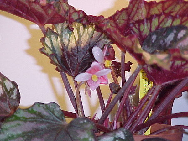 Begonia rex 'Helen Teupel' House Plants with Modern Two Tone ...