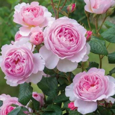 David Austin Pretty in Pink Garden Rose Bundle – Grace Rose Farm