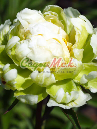 Paeonia Joanna Marlene ...