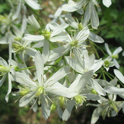 Клематис (Clematis), выращивание клематиса (ломоноса)