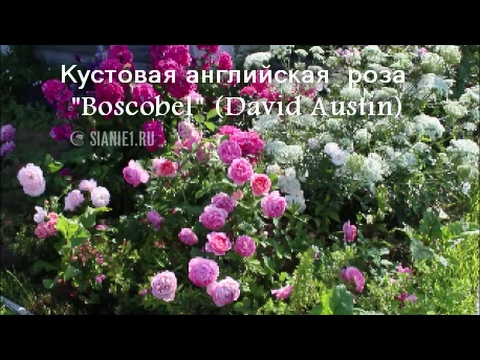 Роза английская Боскобель (Boscobel ...