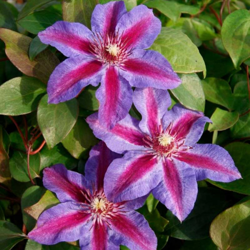 Clematis 'Akaishi' - GARDENIDEA