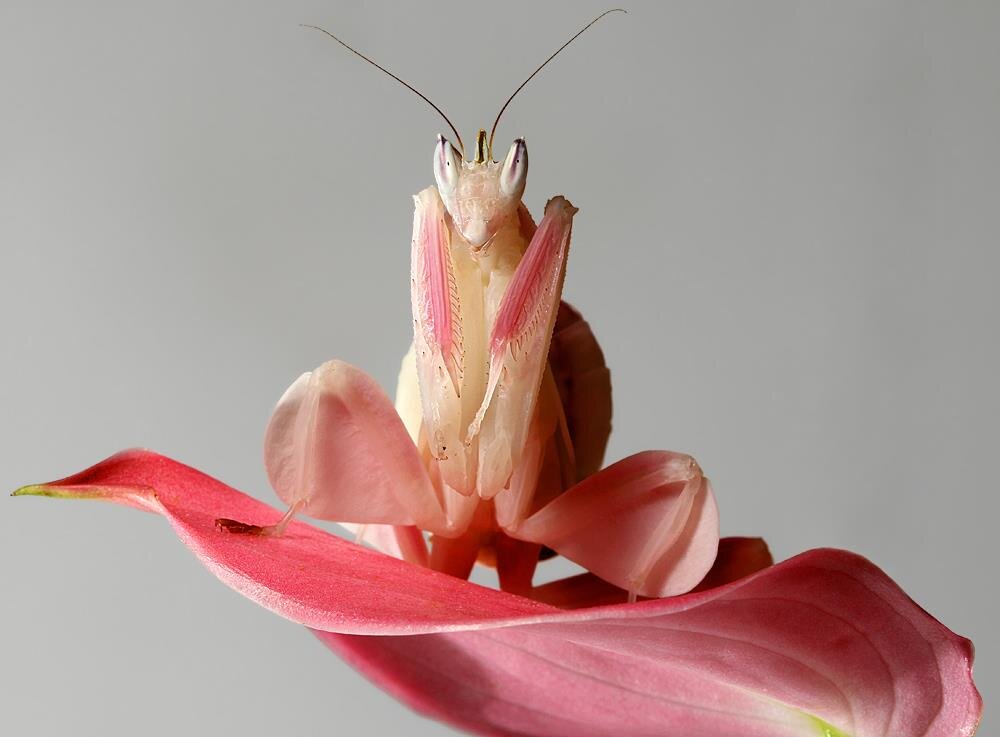 Орхидейный богомол (Hymenopus coronatus) купить в Москве по ...