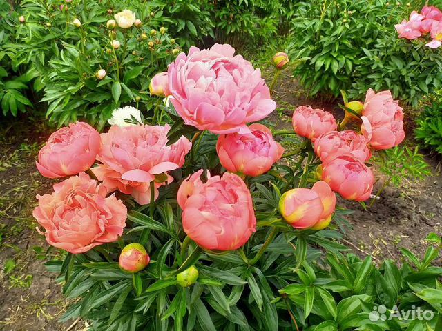 Paeonia Lactiflora Coral ...