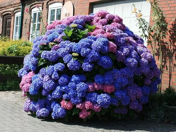 Гортензия метельчатая Лаймлайт (Hydrangea paniculata Limelight)