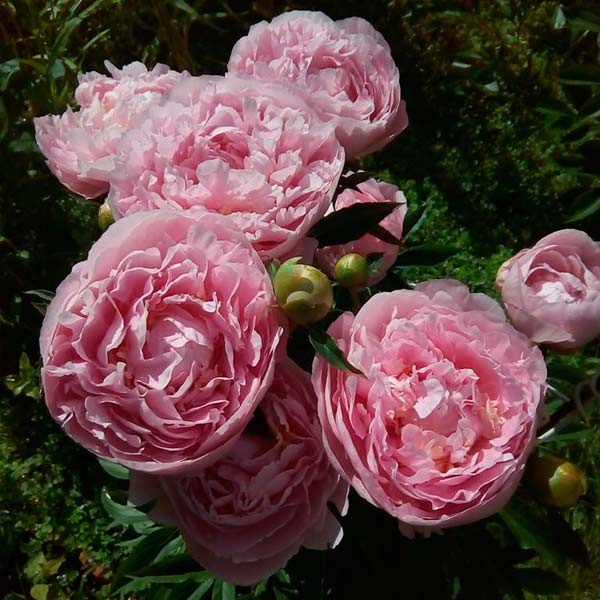 Paeonia lactiflora 'Dinner Plate' Dinner Plate Peony | Garden ...