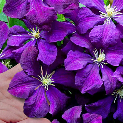 Clematis Copernicus ...