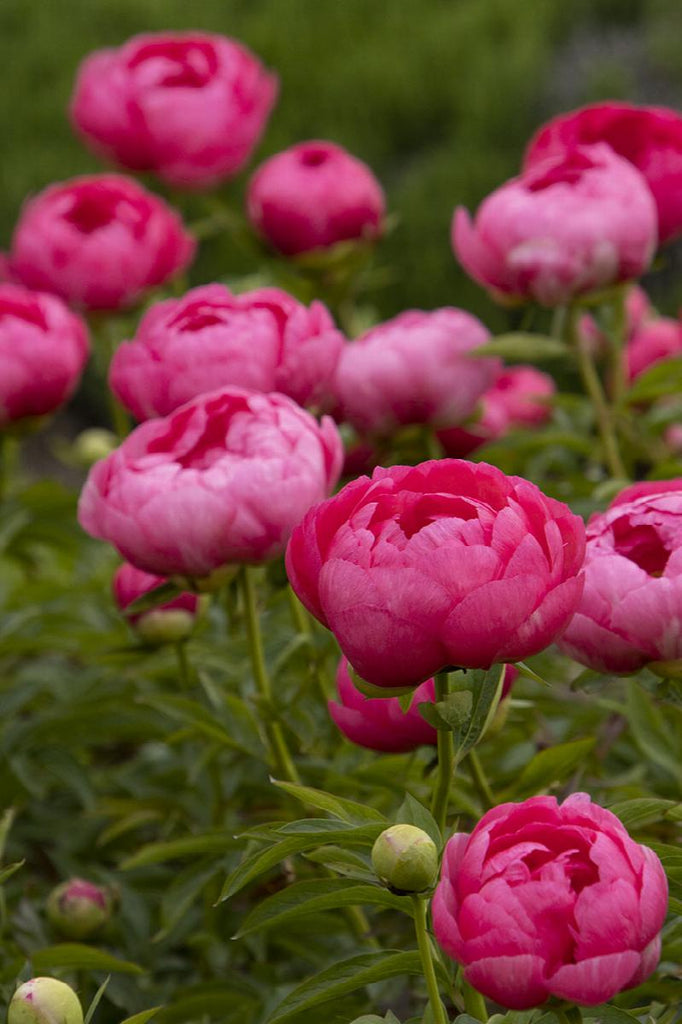 Peonies Varieties - Cytherea